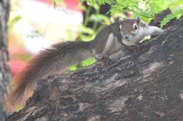 Image of Finlayson’s Squirrel