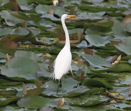 Imagem de Ardea intermedia Wagler 1829