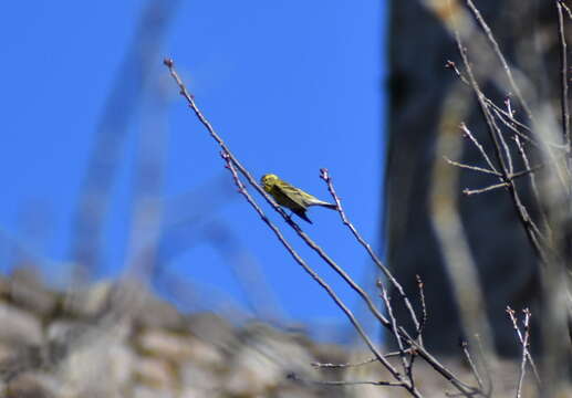 Image of serin, european serin