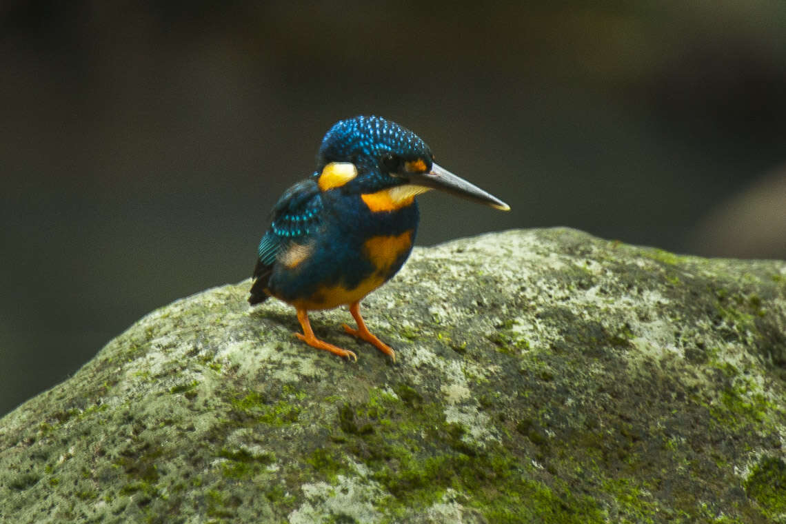 Image of Dwarf River Kingfisher