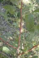 صورة Hakea auriculata Meissn.