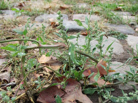 Imagem de Chenopodium album L.