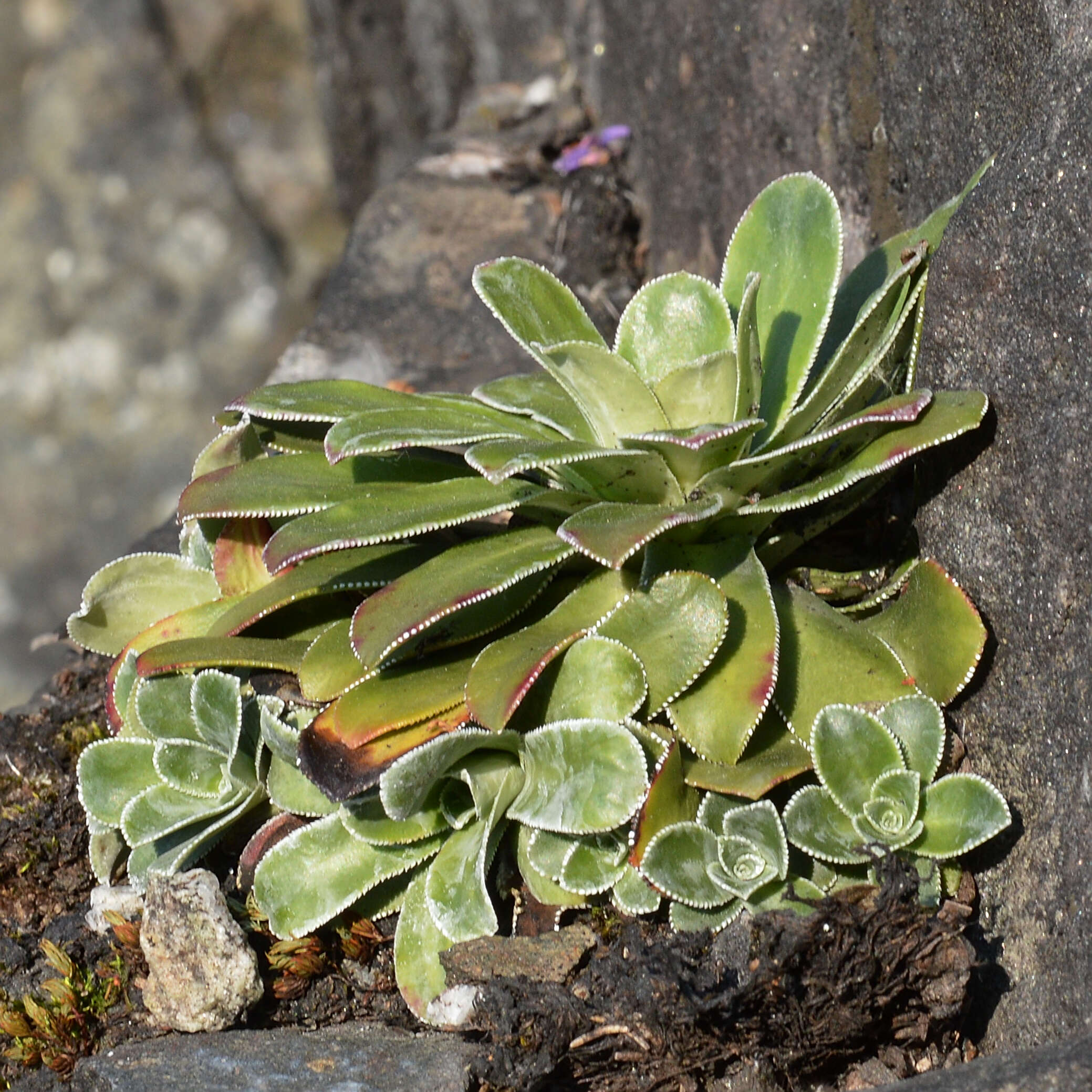 Image de Saxifraga cotyledon L.