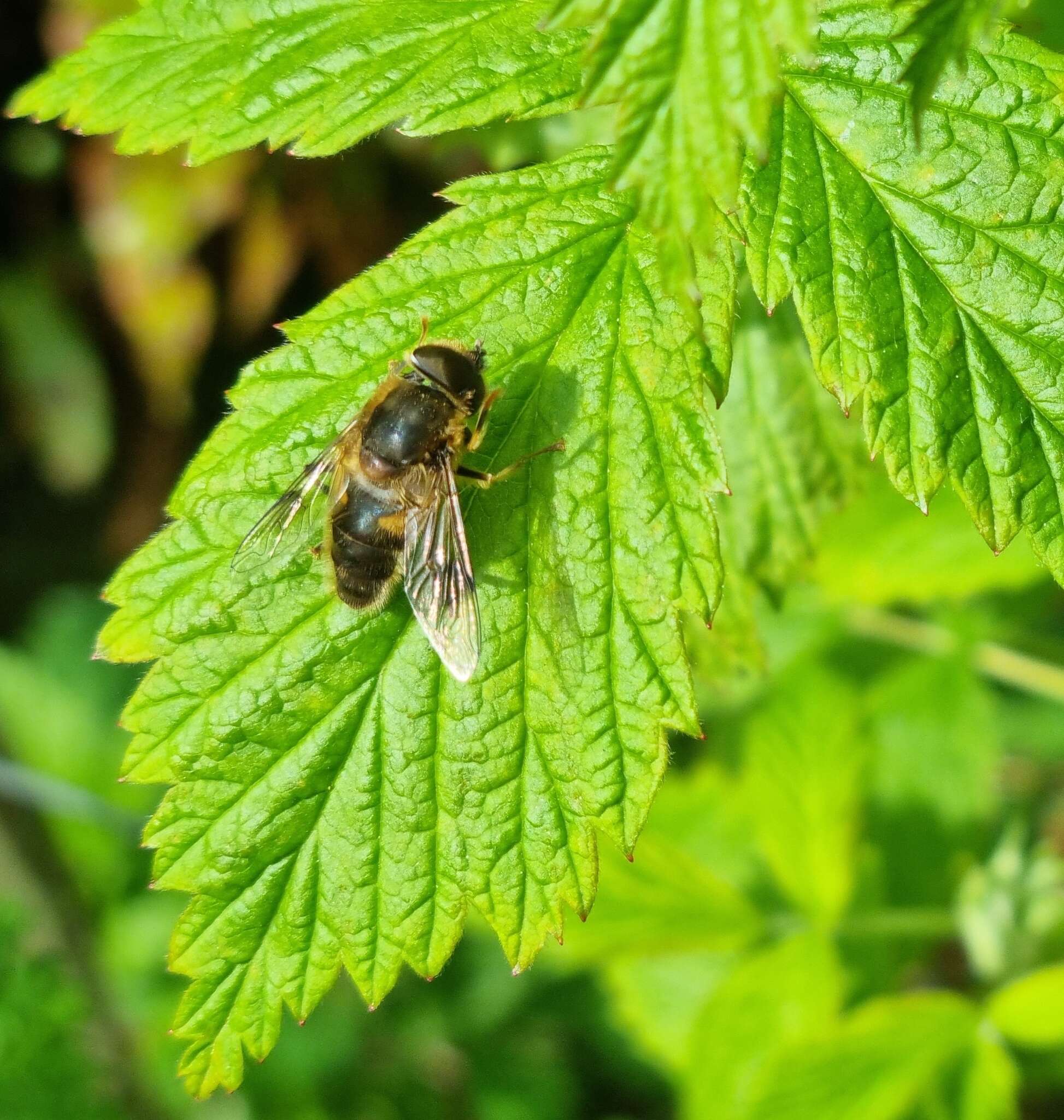 Image of Eristalis pertinax (Scopoli 1763)