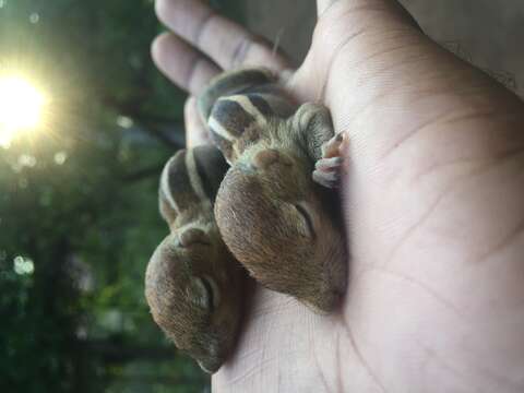 Image of Indian palm squirrel