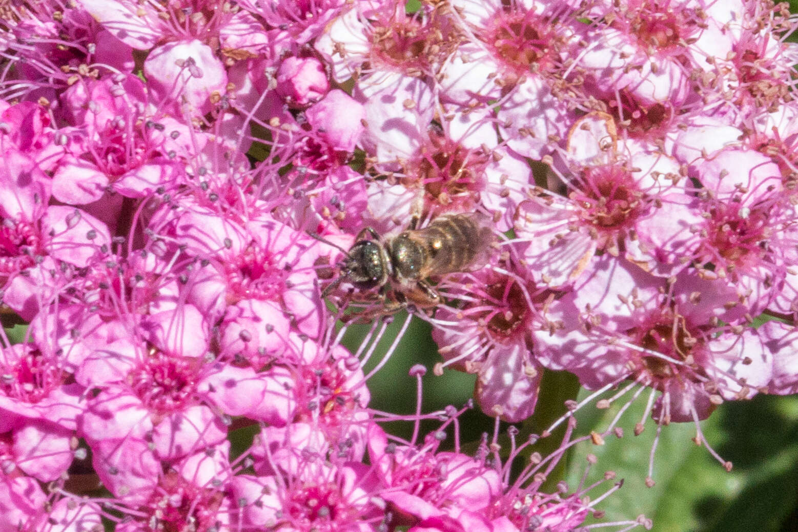 Image of Halictus confusus Smith 1853