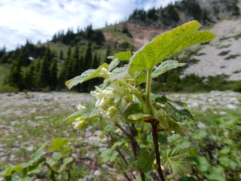 Image of sticky currant