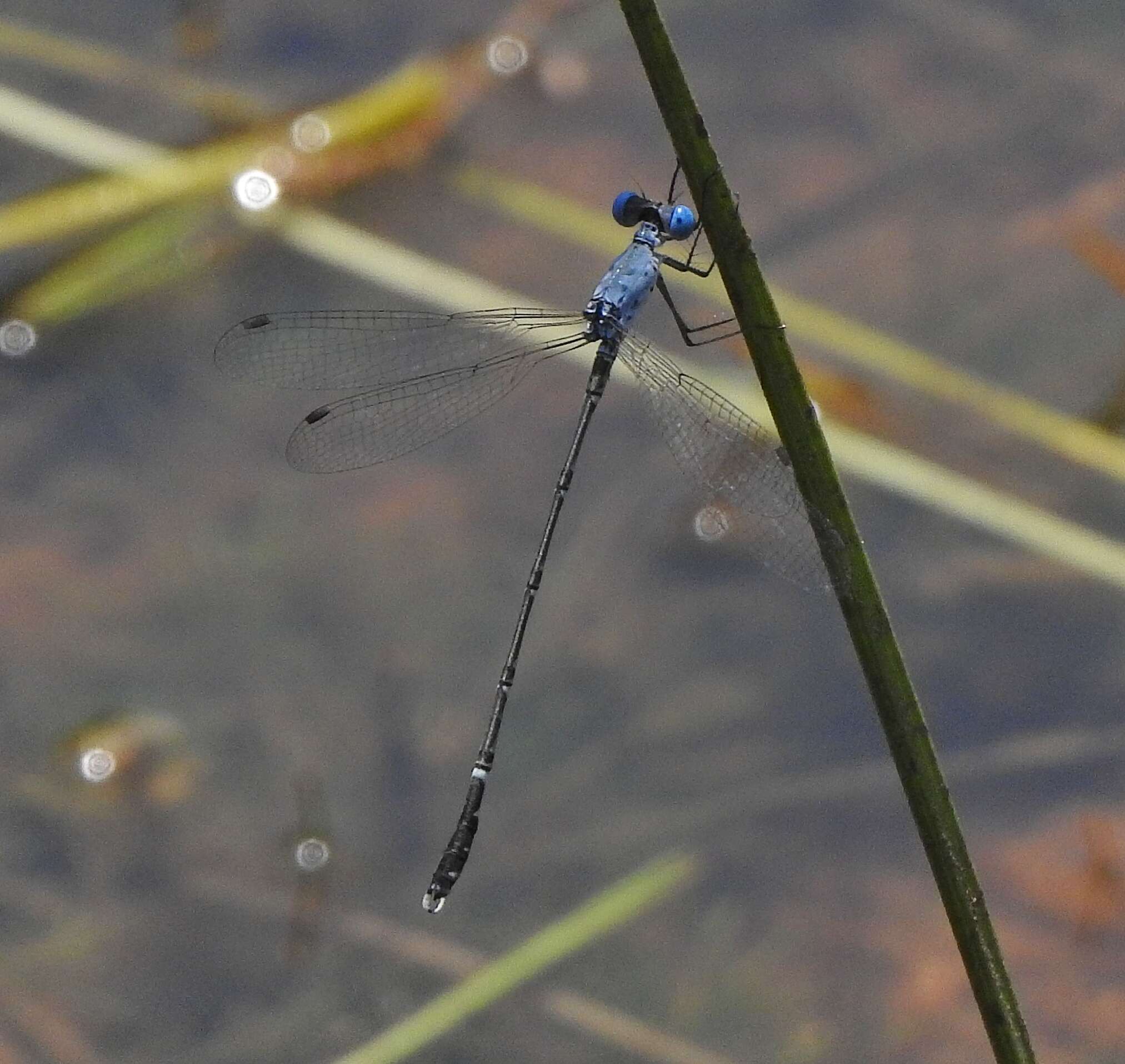 Image de Lestes praemorsus Hagen ex Selys 1862