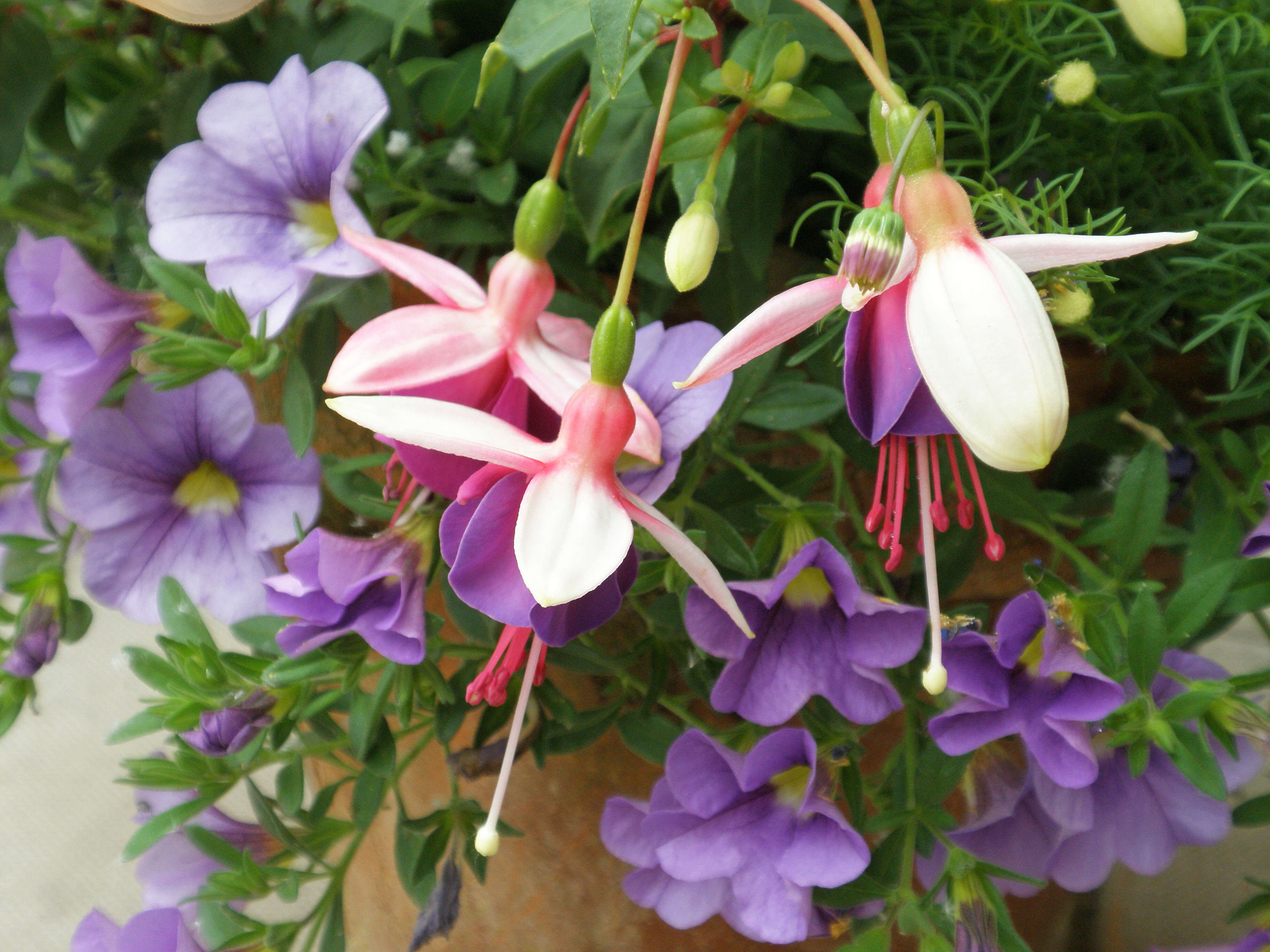 Image of Fuchsia