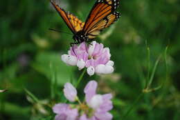 Image of crown vetch