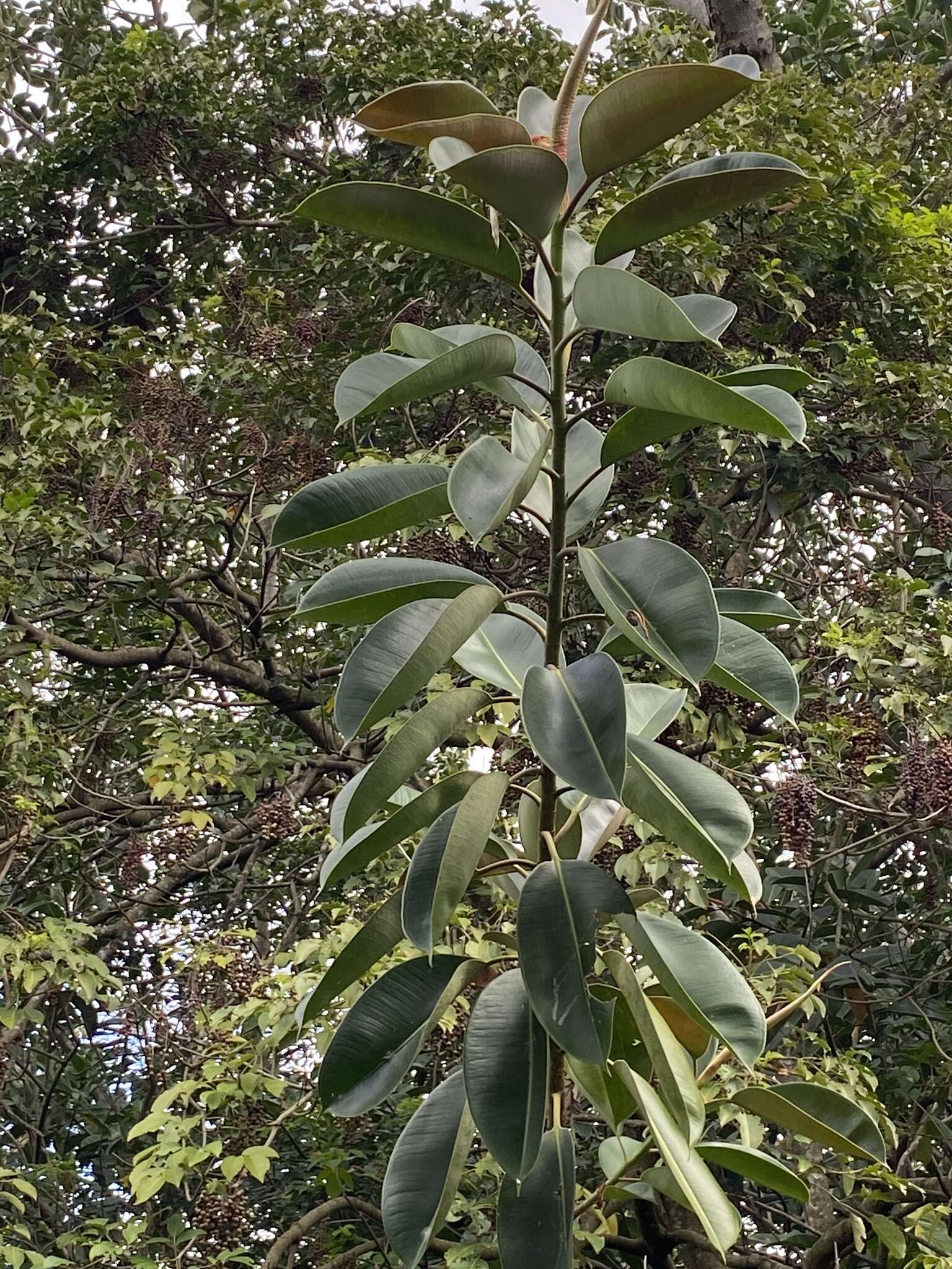 Image of Indian rubberplant