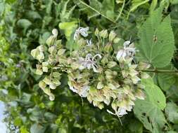 Image of Clerodendrum infortunatum L.