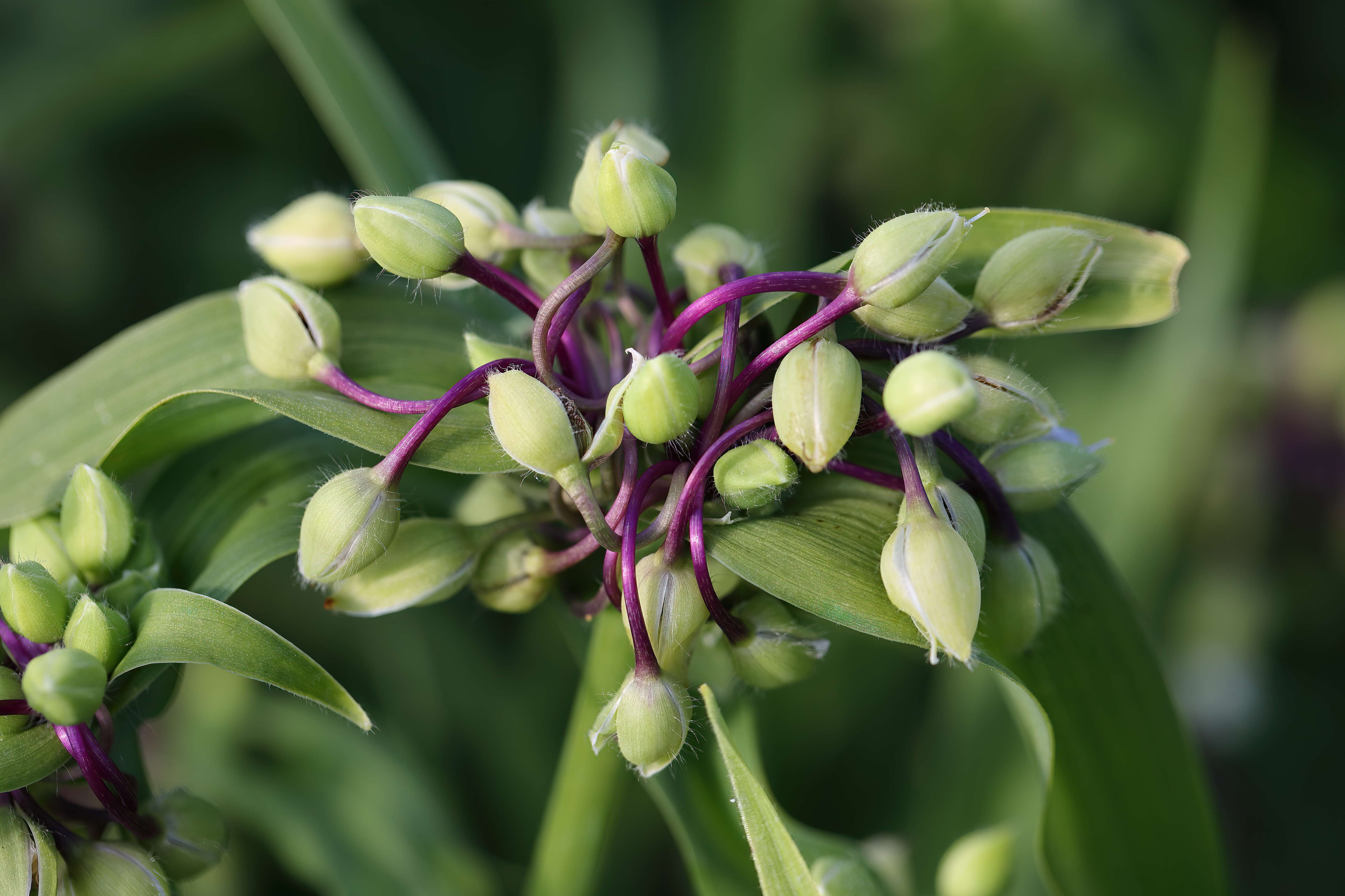 Слика од Tradescantia ohiensis Raf.