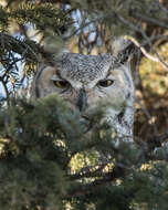 Image of Great Horned Owl