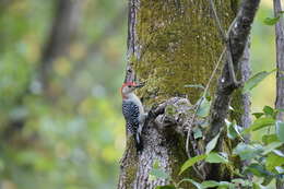 Image of Red-bellied Woodpecker