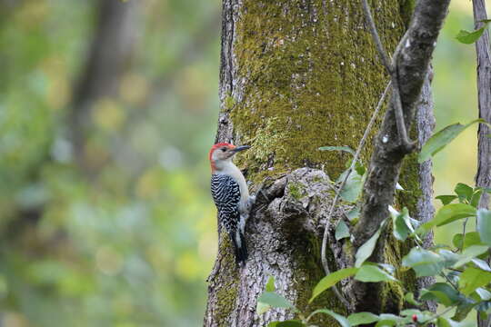 Image of Red-bellied Woodpecker