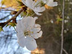 Image of gean, wild cherry