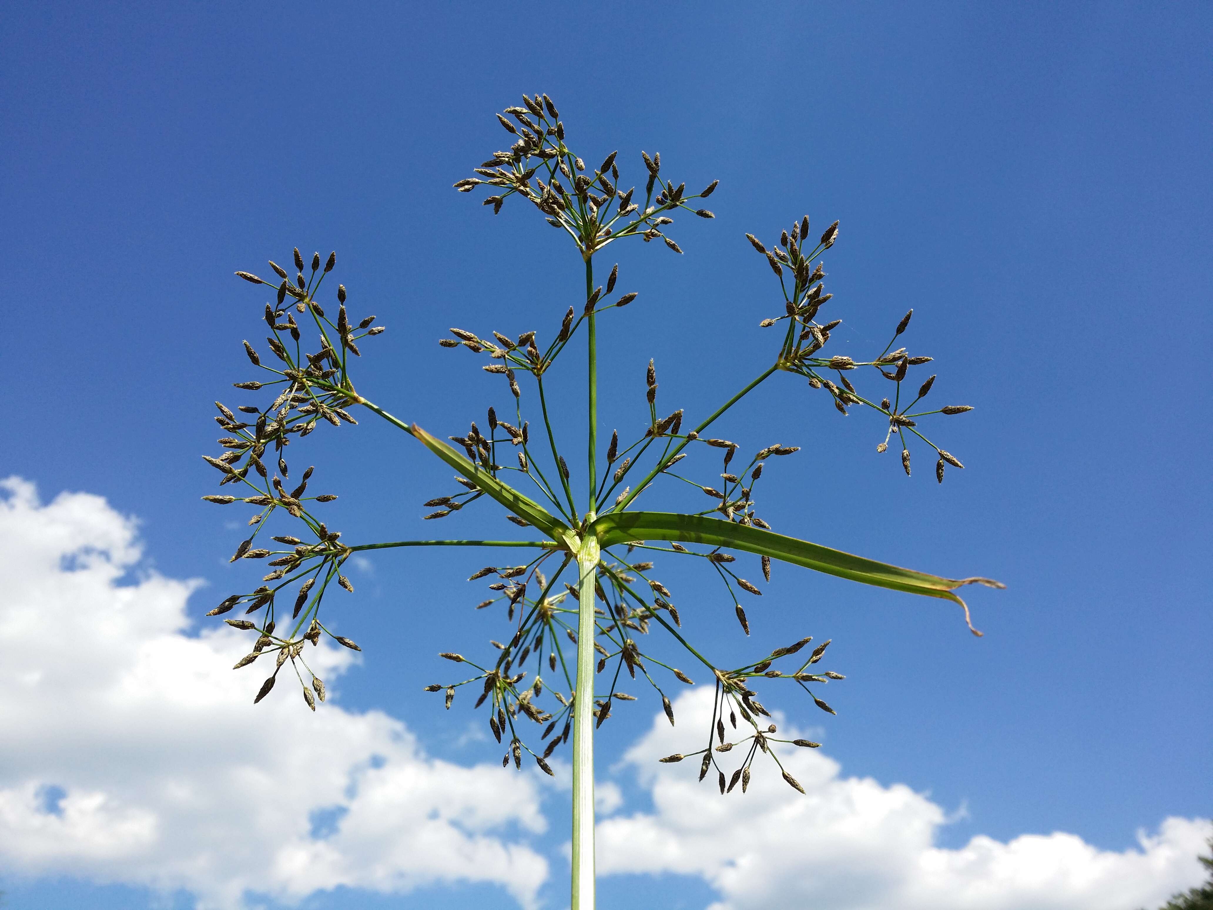 Image of Scirpus radicans Schkuhr