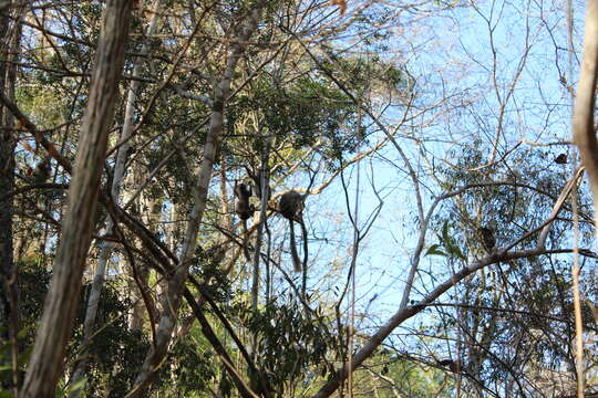 Image of Bennett's Brown Lemur