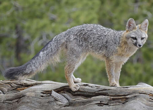 Image of Grey Foxes