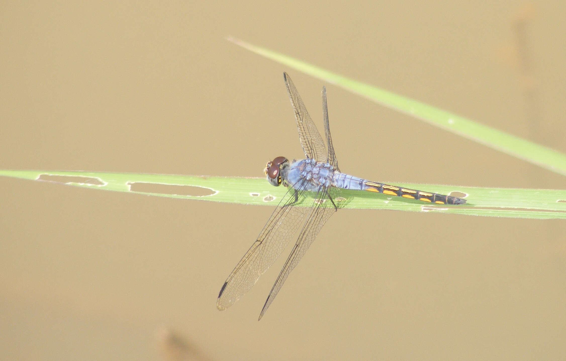 Image of Blue Chaser