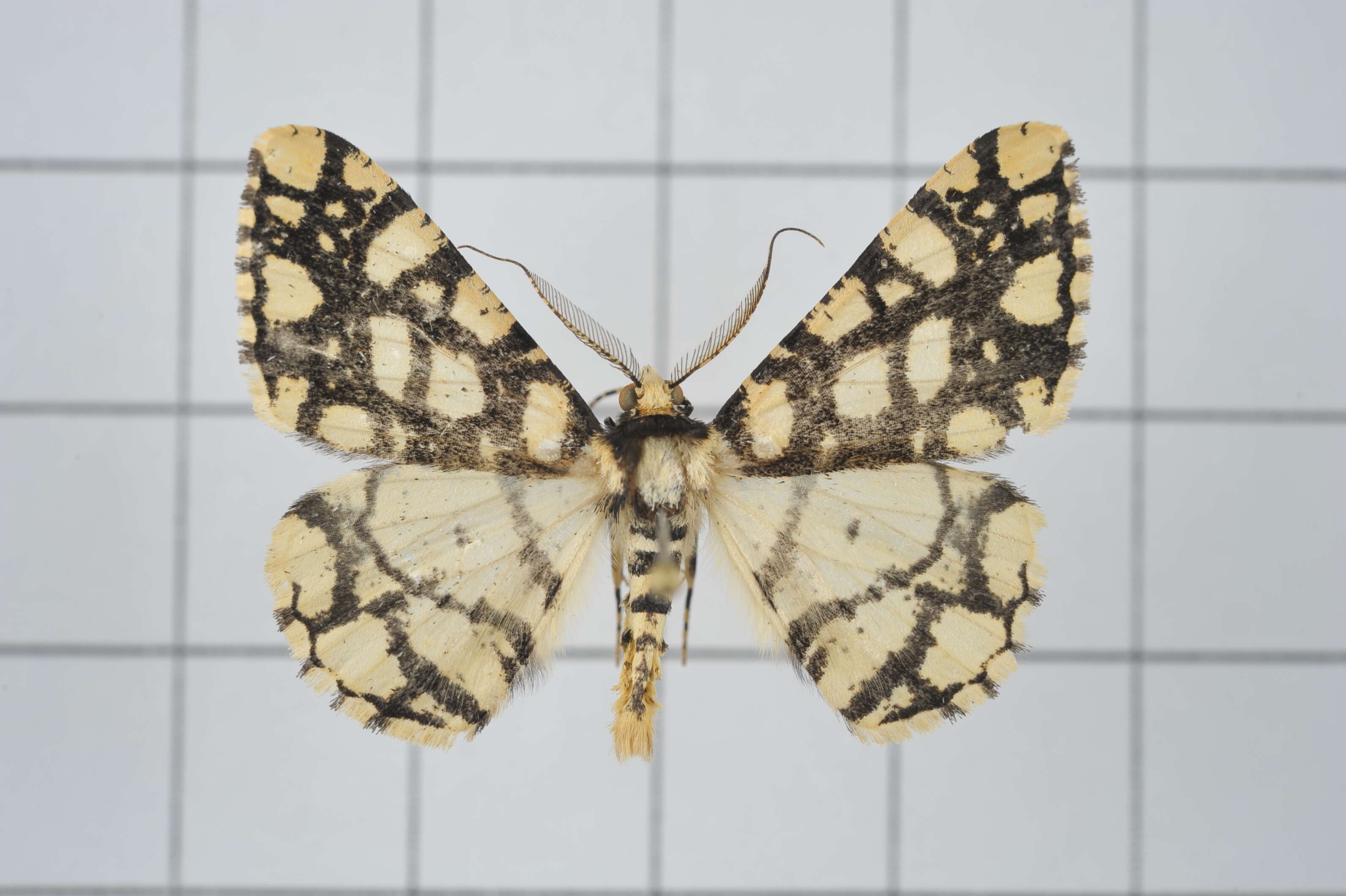 Image of Alcis maculata Staudinger 1892