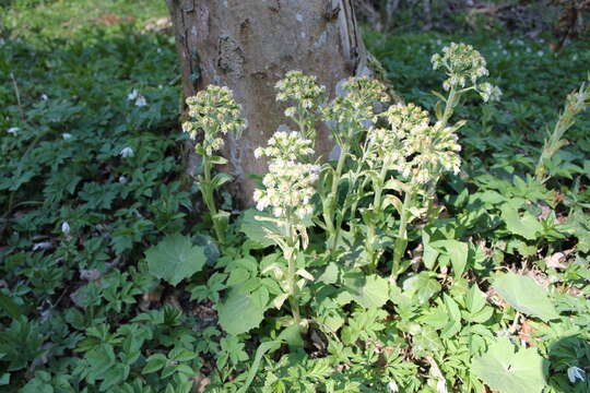 Image of Petasites albus (L.) Gaertn.