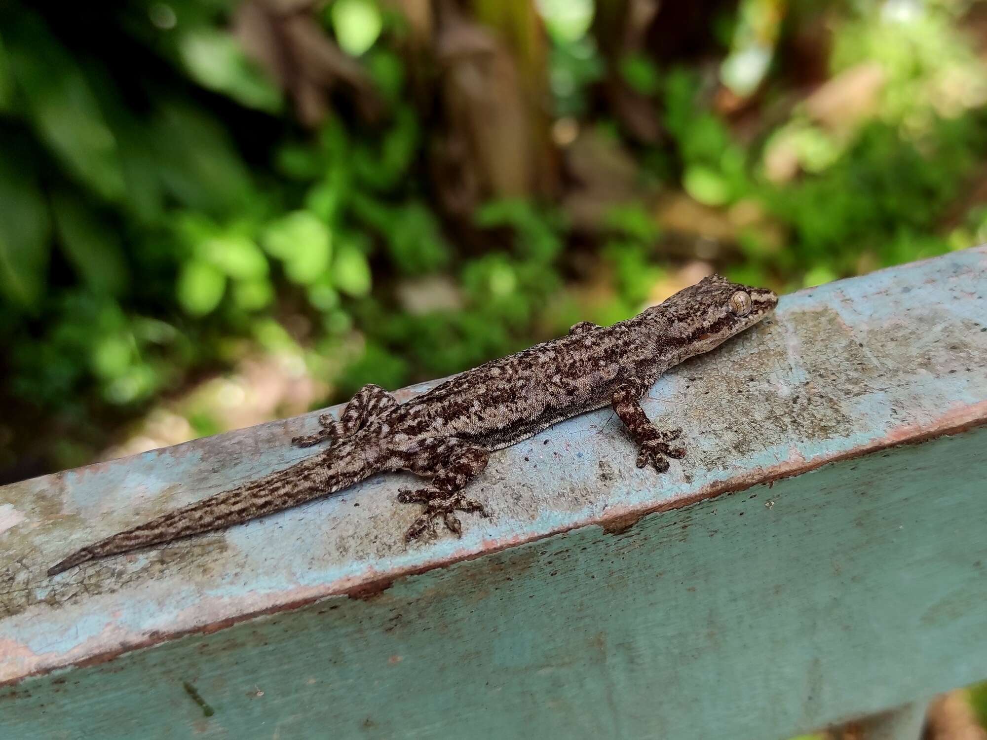 Image of Common House Gecko