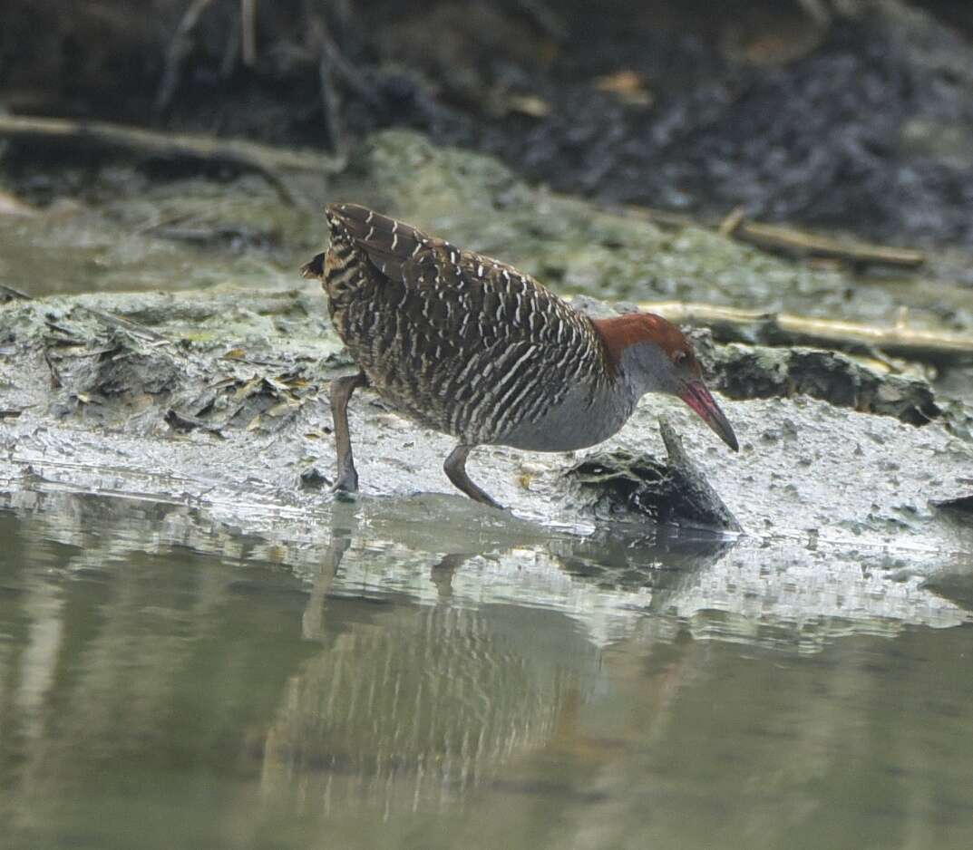 Image of Slaty-breasted Banded Rail