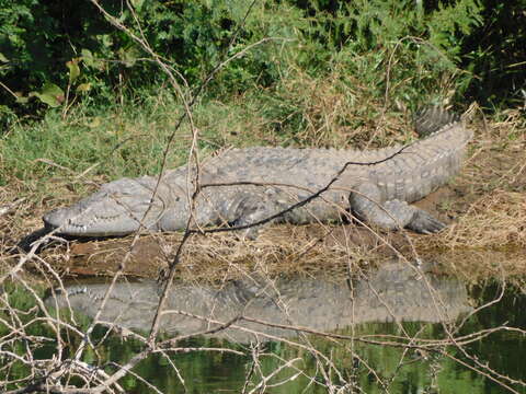 Image of Broad-snouted Crocodile