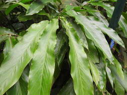 Image of Alpinia malaccensis (Burm. fil.) Roscoe