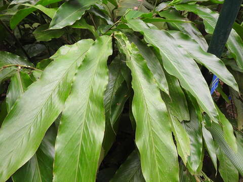 Image of Alpinia malaccensis (Burm. fil.) Roscoe