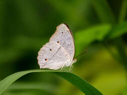 Plancia ëd Junonia atlites Linnaeus 1763