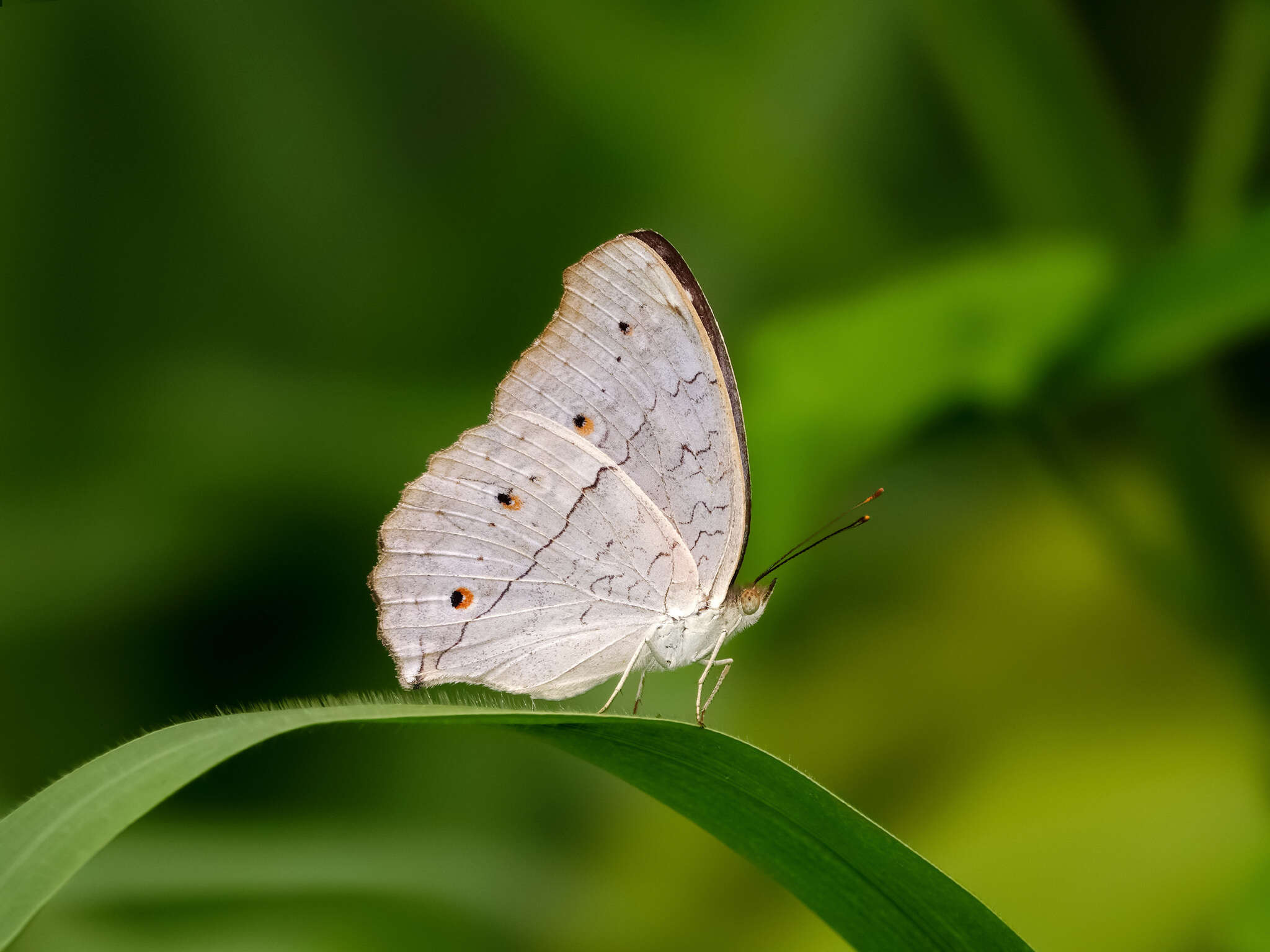 Plancia ëd Junonia atlites Linnaeus 1763