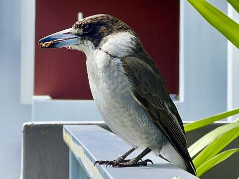 Image of Kookaburra