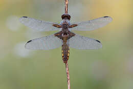 Image of Broad-bodied chaser