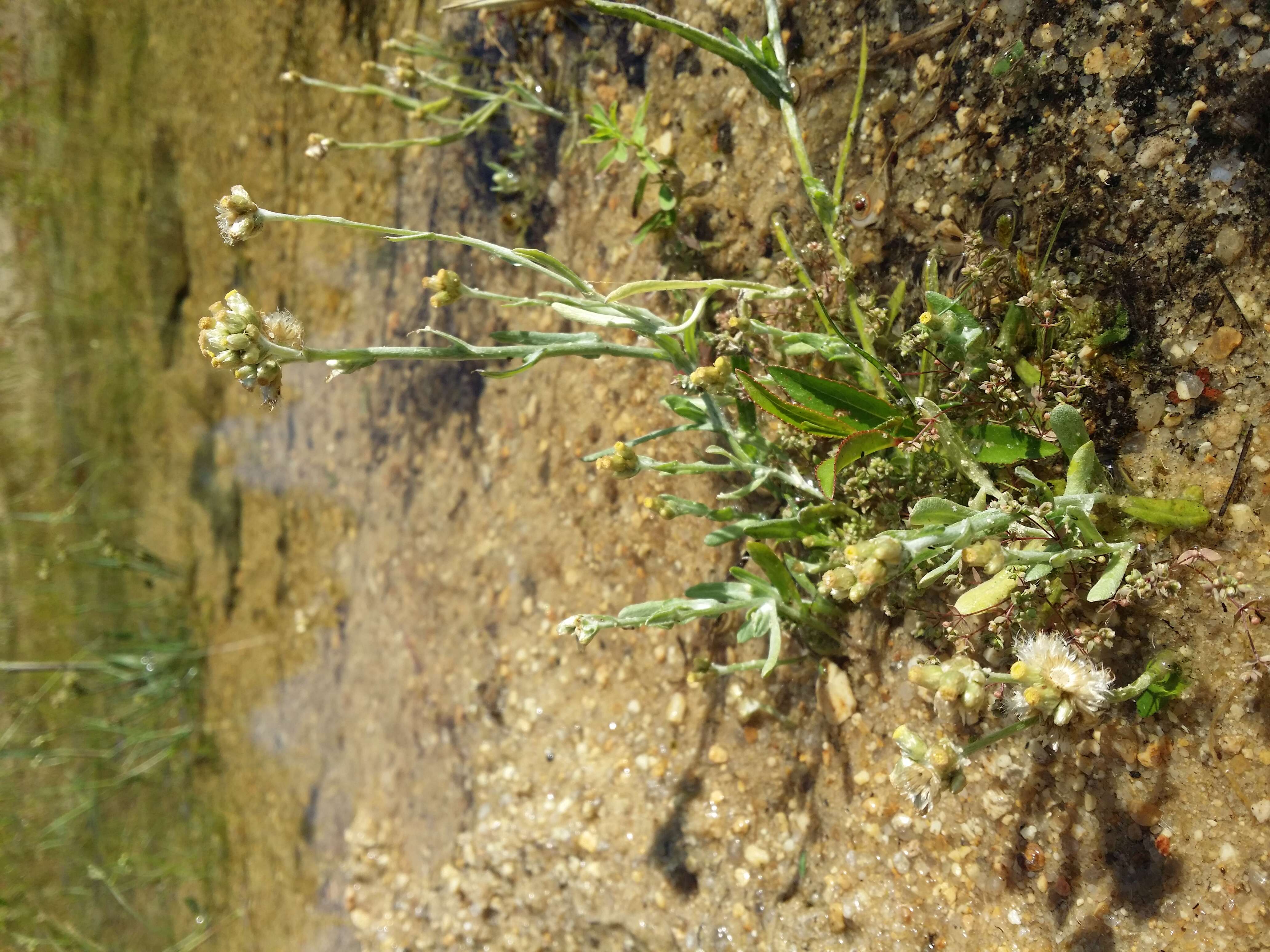 Image of Jersey cudweed