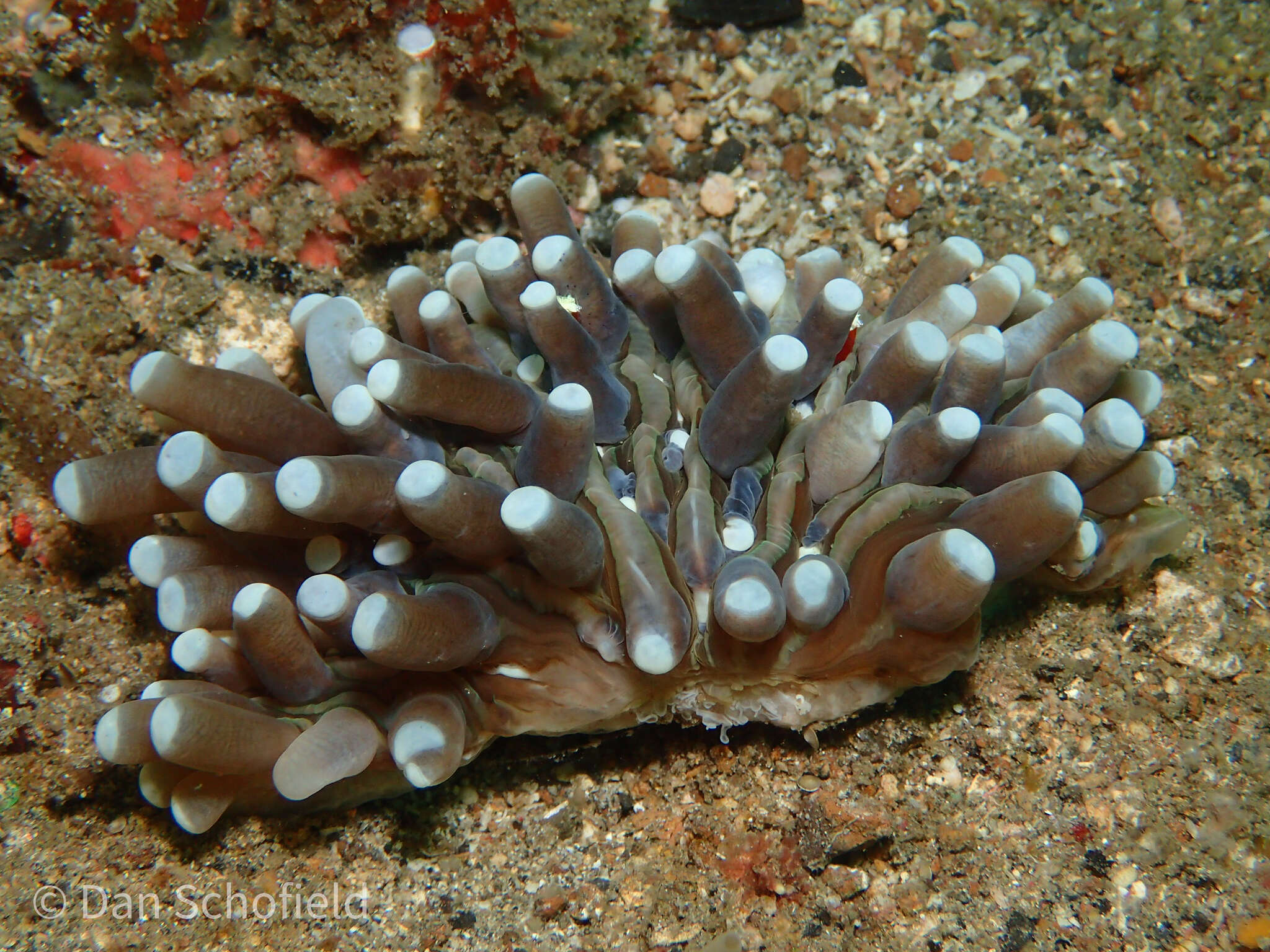 Image of Mushroom coral