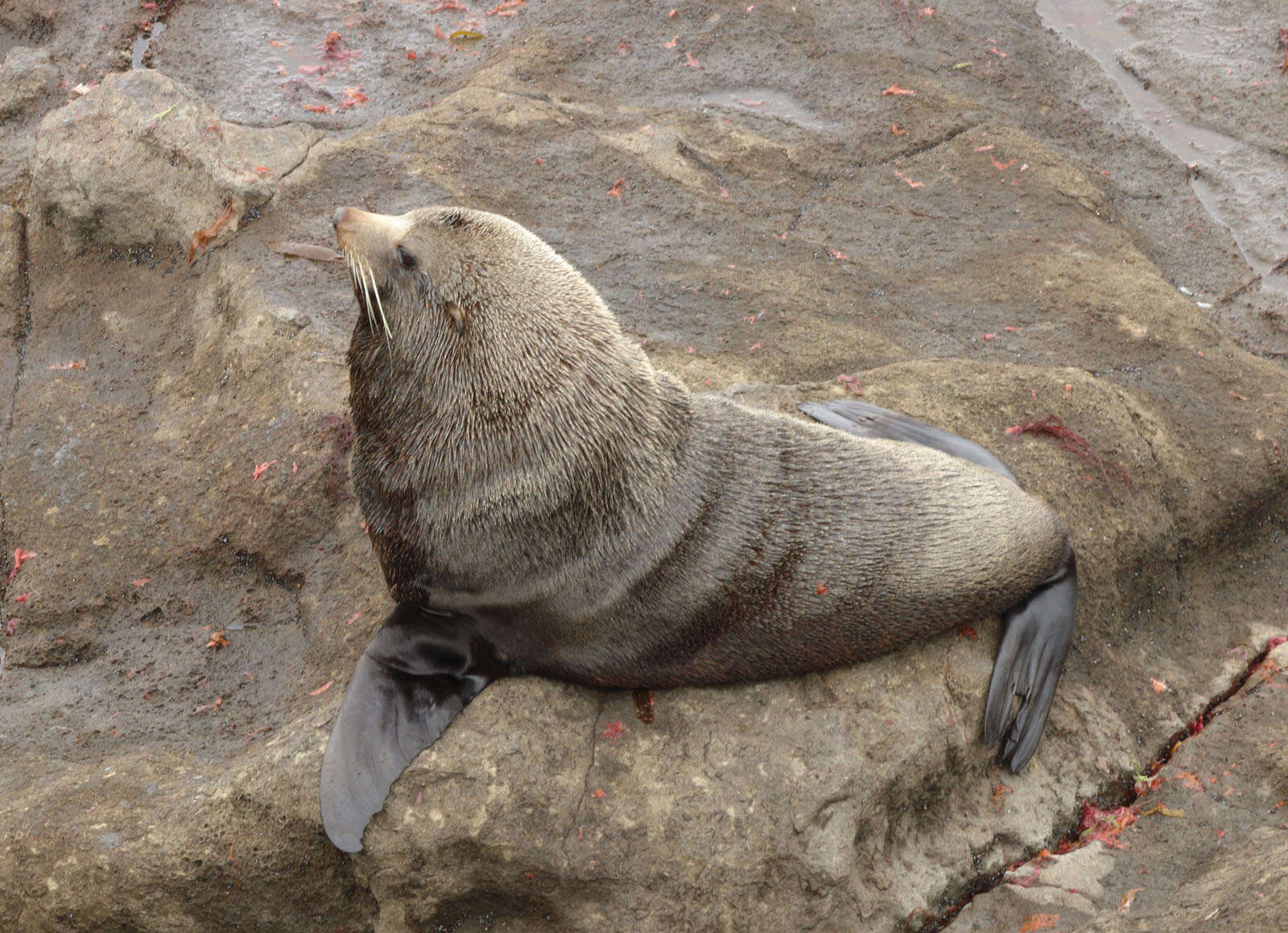 Image of Antipodean Fur Seal