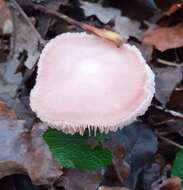 Image of Mycena rosea Gramberg 1912