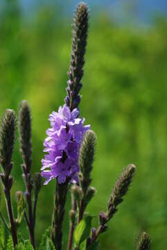 Image of swamp verbena