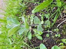 Image of Apple Mint