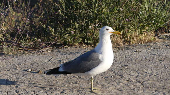 Larus californicus Lawrence 1854 resmi