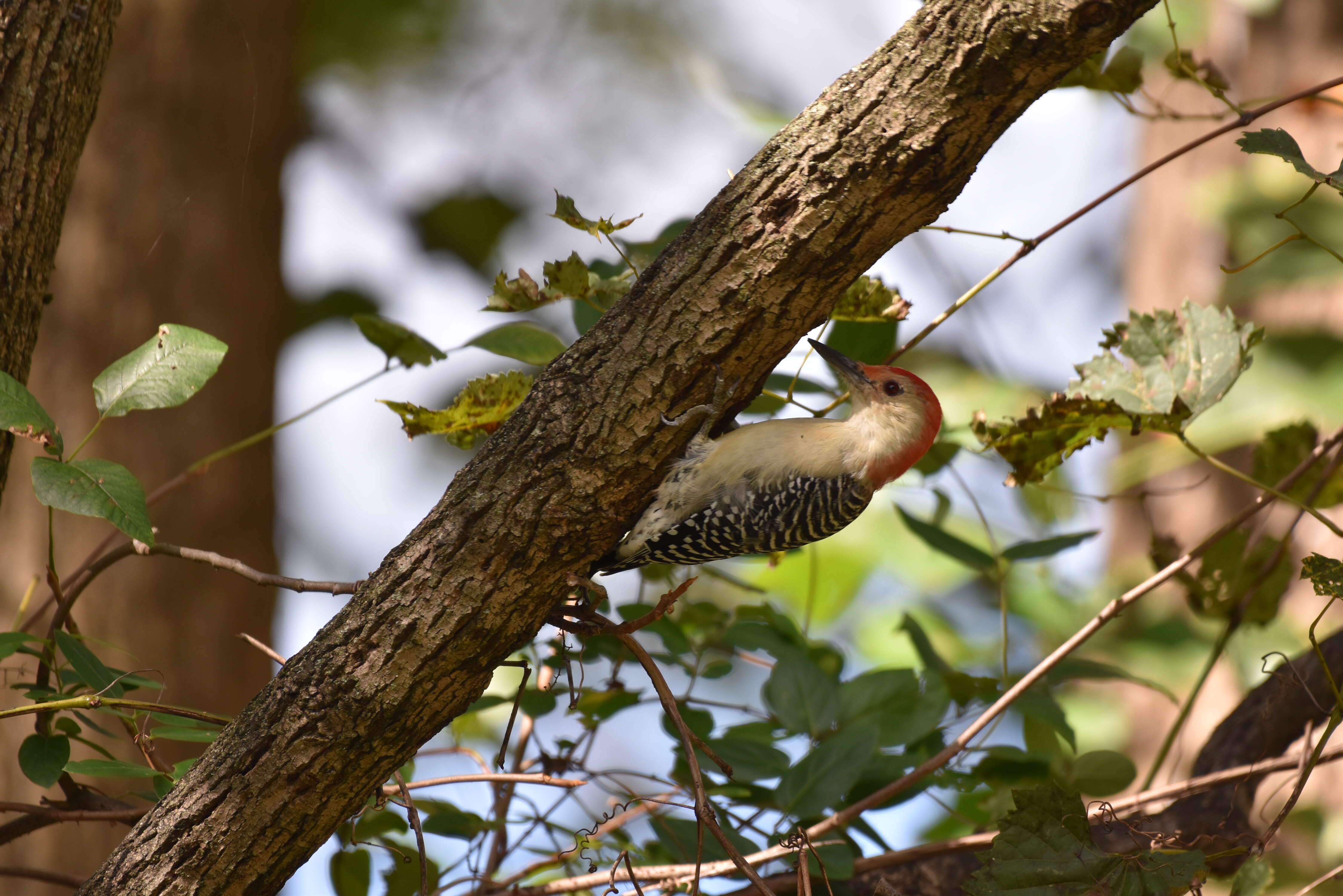 Image of Red-bellied Woodpecker