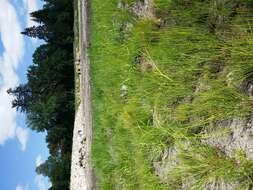 Image of Scirpus radicans Schkuhr