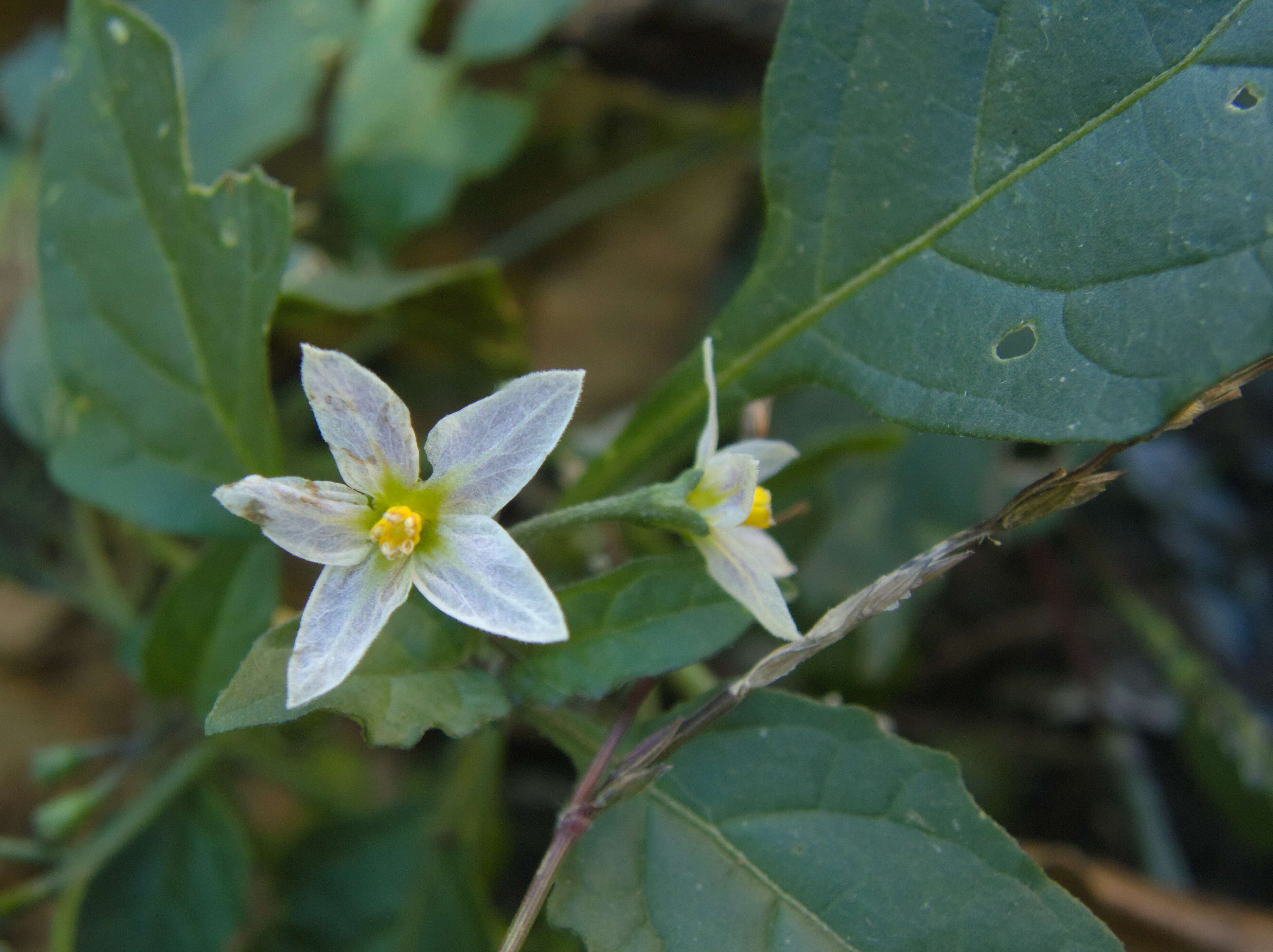 Plancia ëd Solanum ptychanthum Dun.