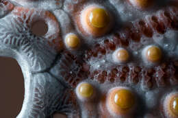 Image of sea urchins