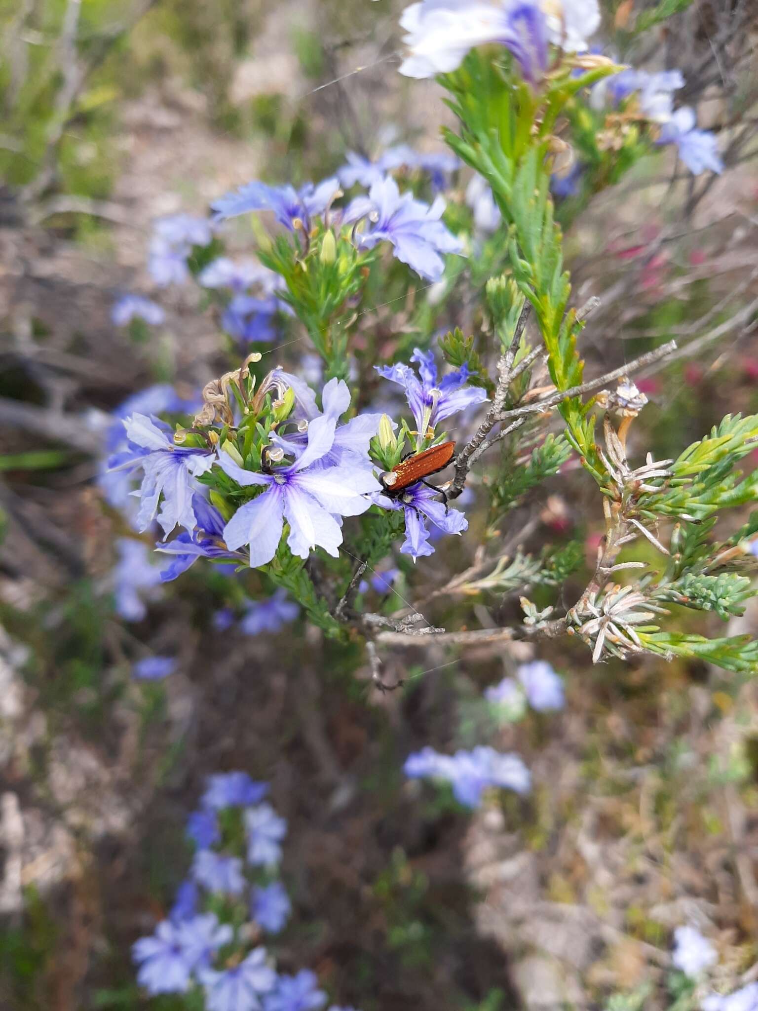 Image of Free-flowering Leschenaultia