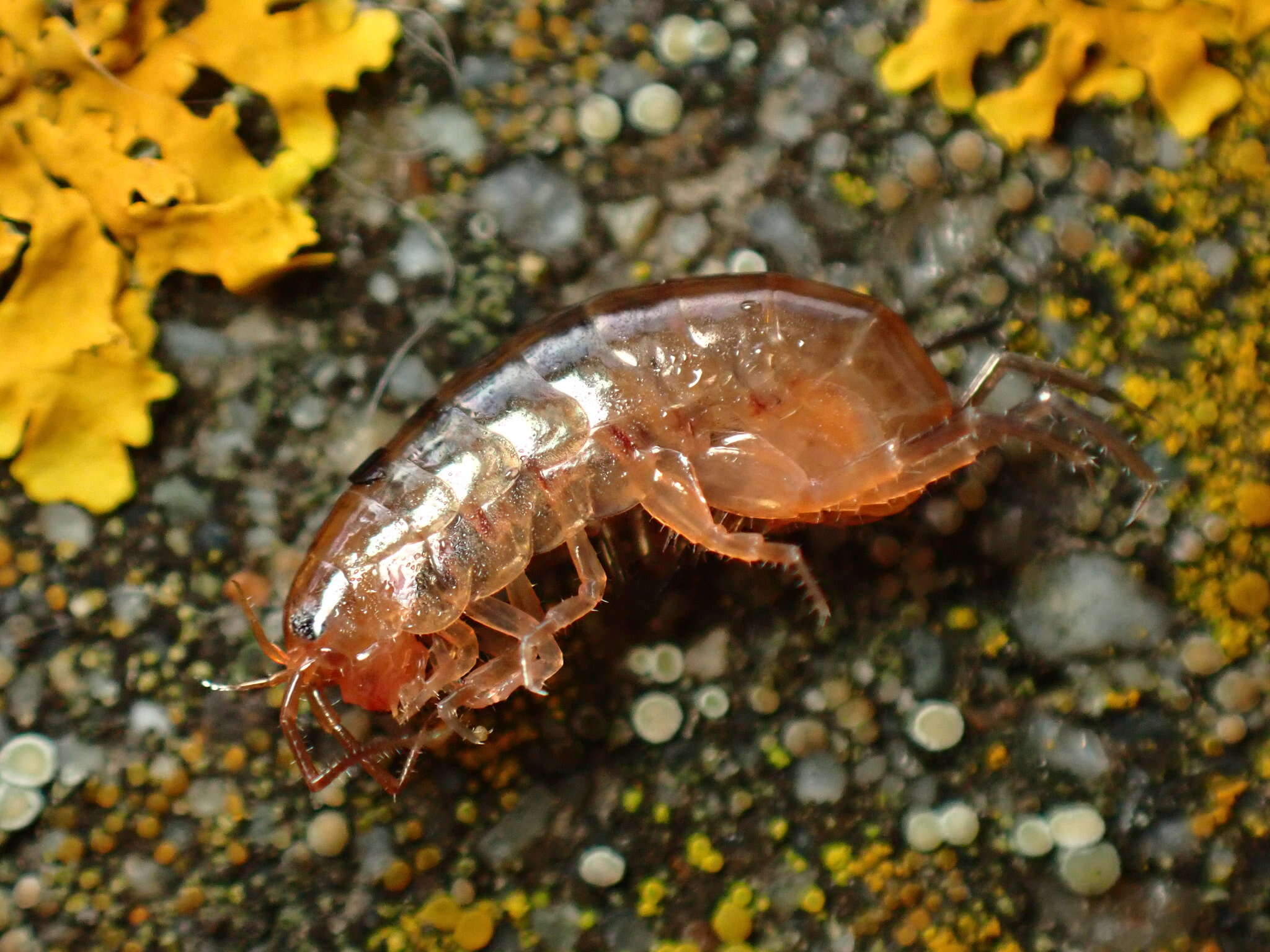 Image of Lawn Shrimp