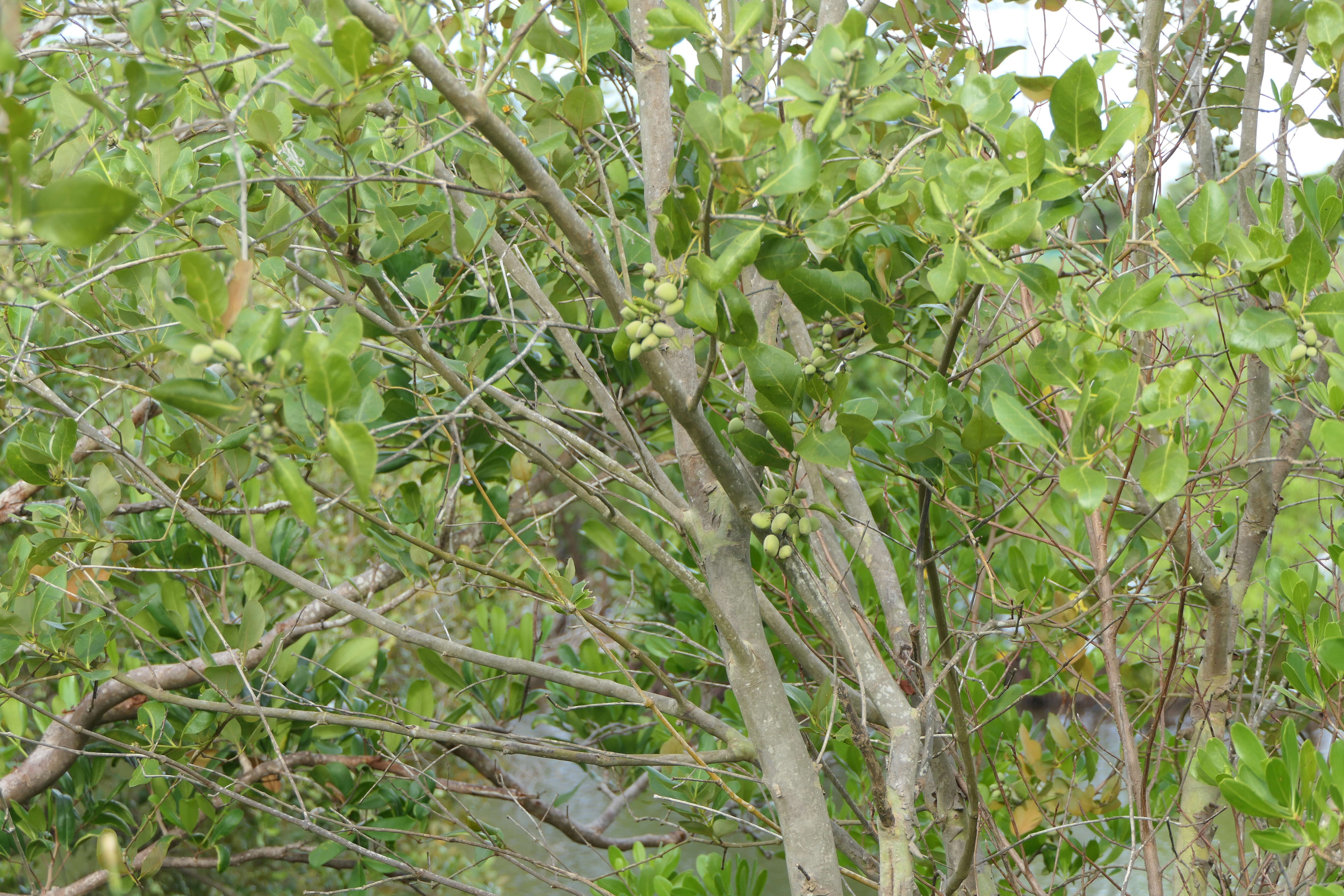 Image of Gray Mangrove